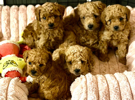 Stunning toy poodles