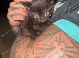 5 beautiful kittens available now