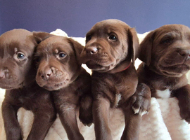 Exceptional KC Reg Chocolate Labrador Puppies