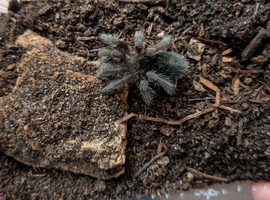 Juvenile Brazilian black tarantula