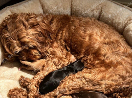 F1 Cockerpoo puppies