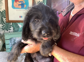 Toy Labradoodles