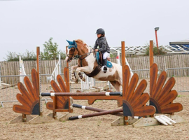 12.2hh welsh x cob mare