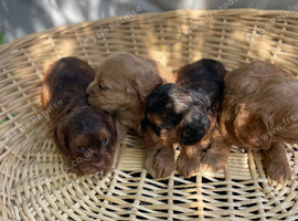 F1 B cavapoo puppies