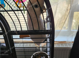 Parrot Rescue Shropshire