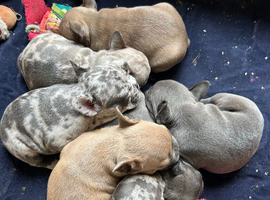 DNA Health Tested French Bulldog Puppies