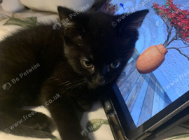 1 beautiful kitten left ready to leave