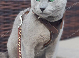 Pure Russian Blue kittens looking new home