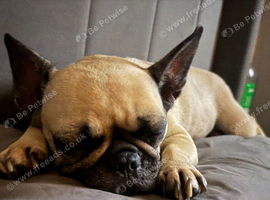Female Pug