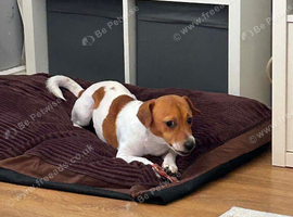 Jack Russell