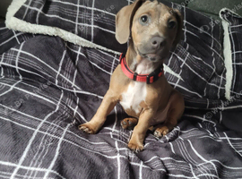 Dachshund