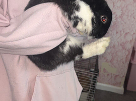Gorgeous male bunny ready for his forever home