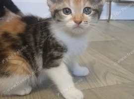 male kitten ready now