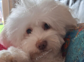 Bichon Maltese