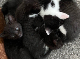 5 Beautiful kittens for sale