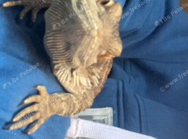 Only the lizard