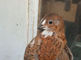 Pol cortunix quails