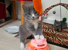 British shorthair girls