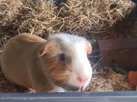 Loving male guinea pig