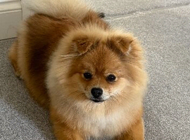 Pomeranian girl