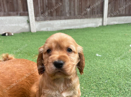Beautiful cocker spaniel pups
