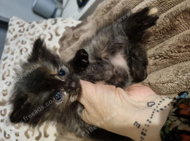Sale kittens
