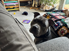 Staffie re home