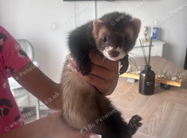 ferret