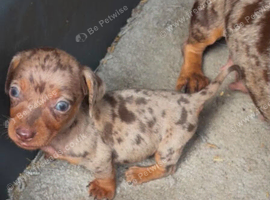 Miniature dachshund