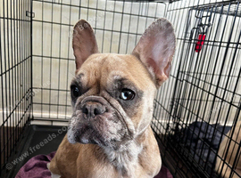 2x kc registered French bulldogs