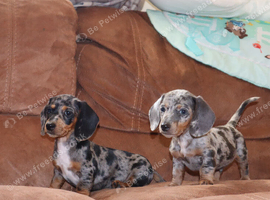 Miniature dachshund puppies 3 left.