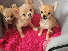 Chiuahuah pups Lilac merl