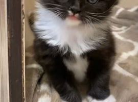 Fluffy male tuxedo kitten