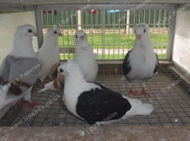 Young German Owls For Sale