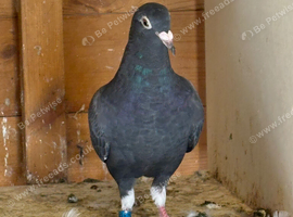 Homing pigeons available &pound;10 each