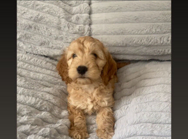 F1 Cockapoo