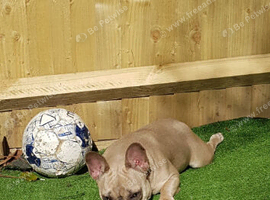 Small beautiful French bulldog
