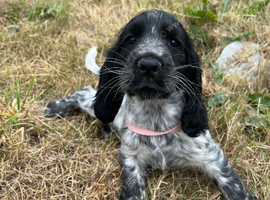Stunning show type cocker spaniel puppies