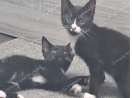 Kittens