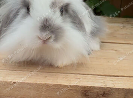 Mini lion lop boys