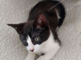 Four kittens..