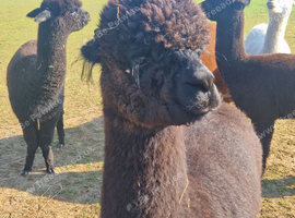 Ready made herd / halter trained alpacas/ can be separated