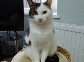 Handsome black and white cat
