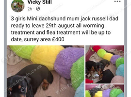Mini dachshund x jack russell