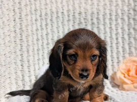Adorable Family-Raised Dachshund Puppies Available