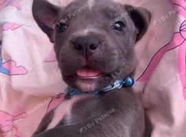 Staffordshire puppy