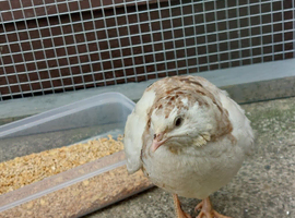 Male jap quail