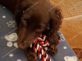 7 month female worker cocker spaniel needs new home