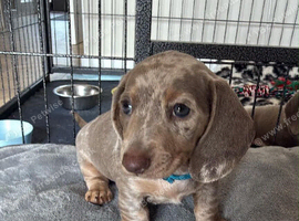 Miniature daschund puppies