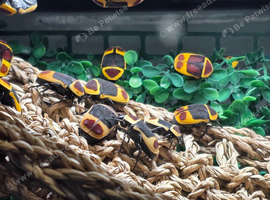 Pachnoda sun beetles, hissers and question mark roaches